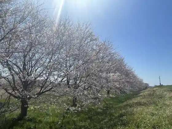Man Hon Sakura Shokuju Obi