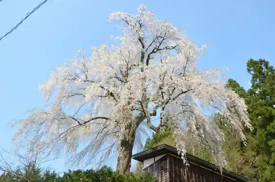 Kuriyama Sawa Shidare Sakura