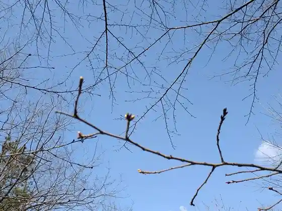Teradomari Nihonkai Yuhi Forest Sakura Namiki