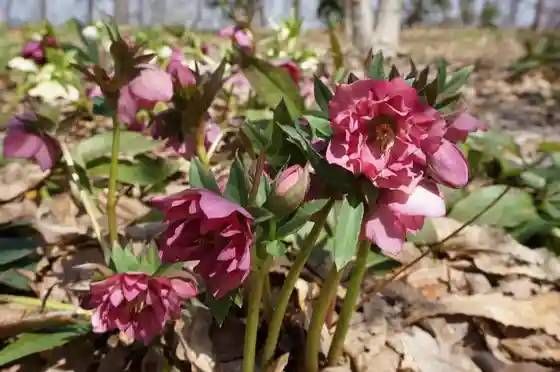Kokuei Echigo Kyuryo Park (Kurisumasurozufesuta)