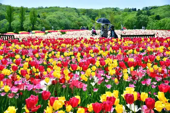 Kokuei Echigo Kyuryo Park (Churippu Festival)