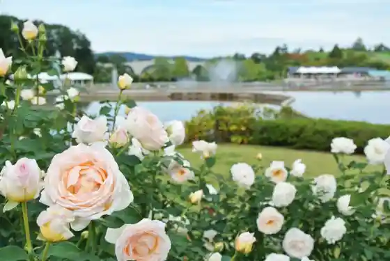 Kokuei Echigo Kyuryo Park (Kaori no Bara Festival Aki)