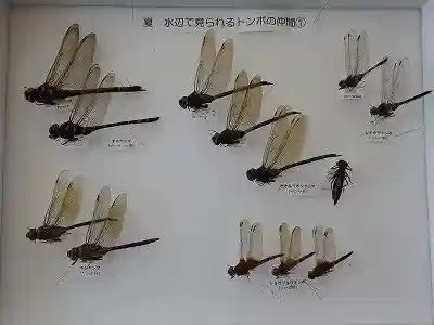 Kokuei Echigo Kyuryo Park (Konchu Hyohon Zukuri)