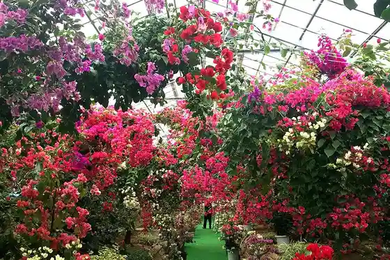 Nagashima Bougainvillea Hill