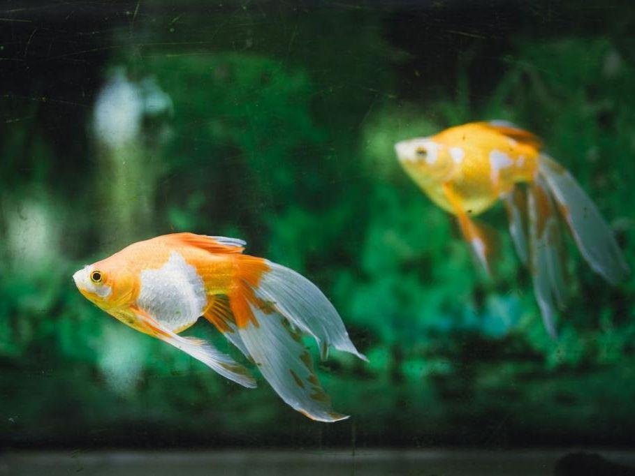 Goldfish Hall