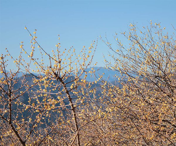 Mount Hodo Wintersweet Garden