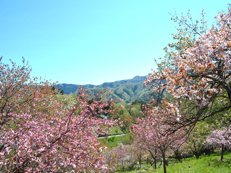 Nagatoro Cherry Blossoms (Kita Sakura Street, Walk-through Cherries)