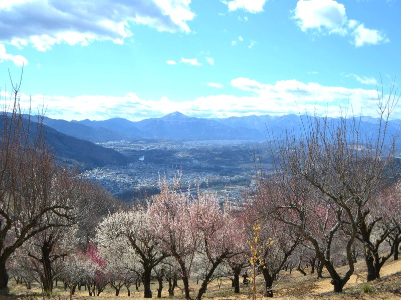 Hodosan Plum Garden