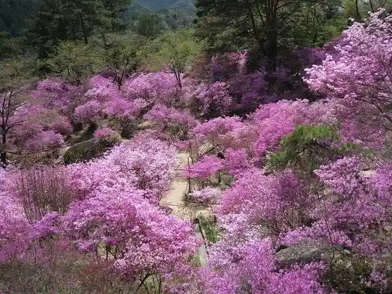 Nagiso Mitsubatsutsuji