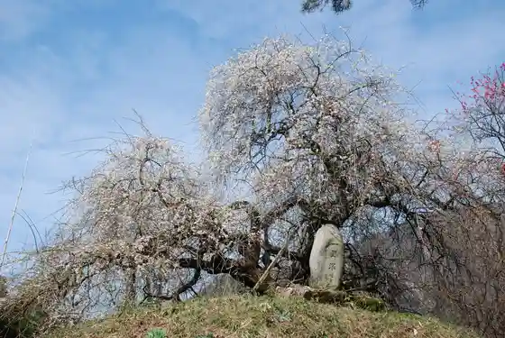 Kamikubo Ichiri Tsuka no Ume