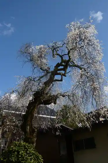 Mitome Nomoto Jin'ato no Shidare Ume