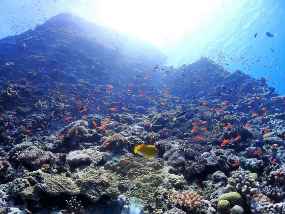 Sea Max Diving Club Okinawa