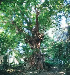 Great Akagi Trees of Shuri Kanagusuku