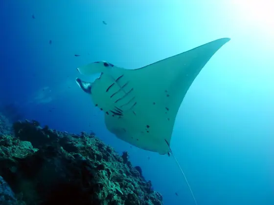 Reefy Diving Club