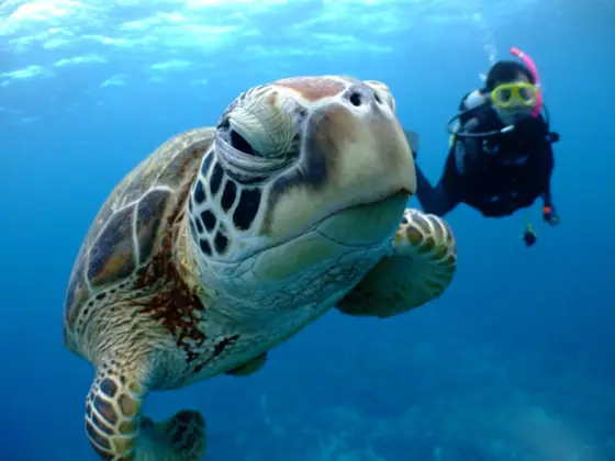 Kerama Islands One-Day Experience Diving Tour with Reeffers