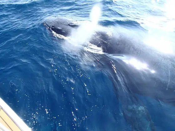 Okinawa Whale Watching