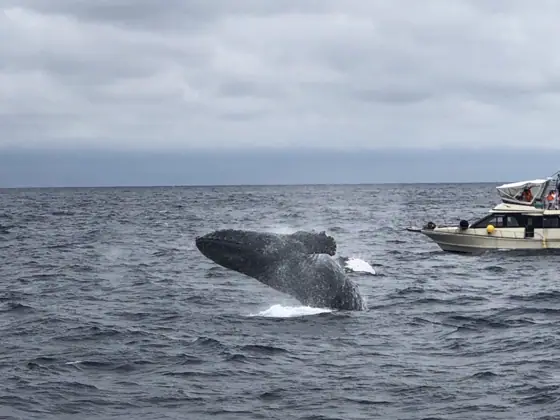 Half-Day Whale Watching Tour from Naha