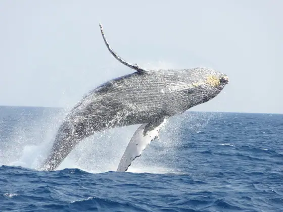 Whale Watching