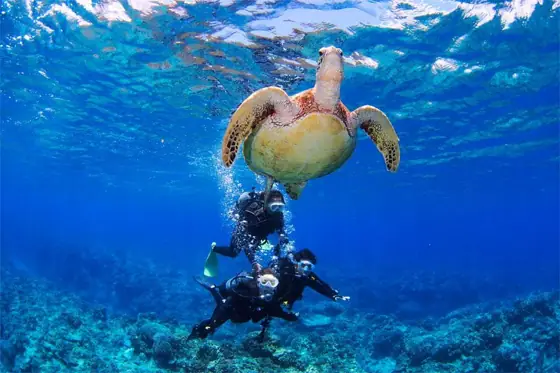 Kerama Diving and Snorkeling Reservations - Oki-Raku