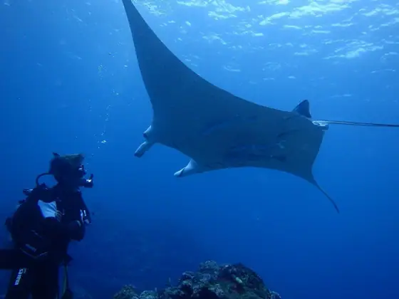 Ishigaki Island Diving Reservations - Oki-Raku