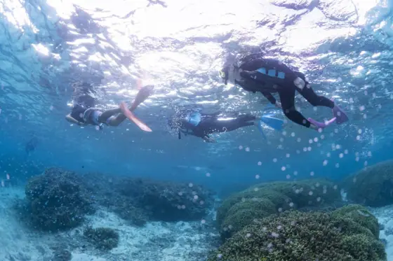 Ishigaki Island Snorkeling Booking - Okiraku