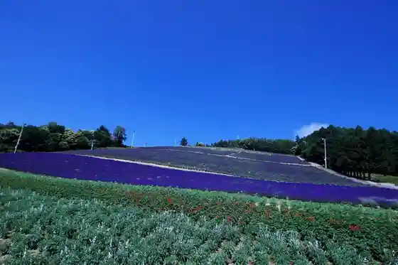 Hokusei Mountain Lavender Garden