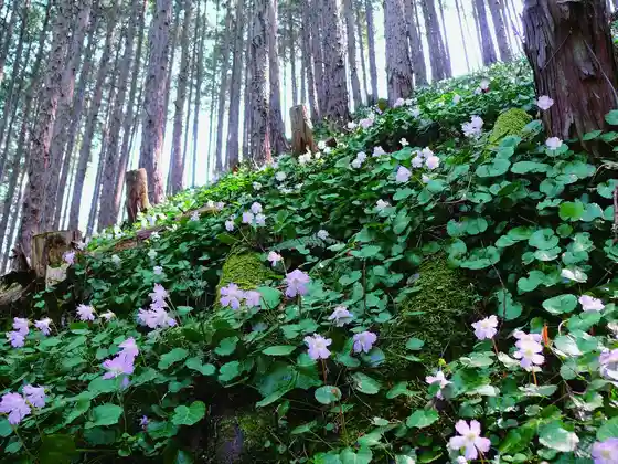 Tomiyama Iwauchiwa