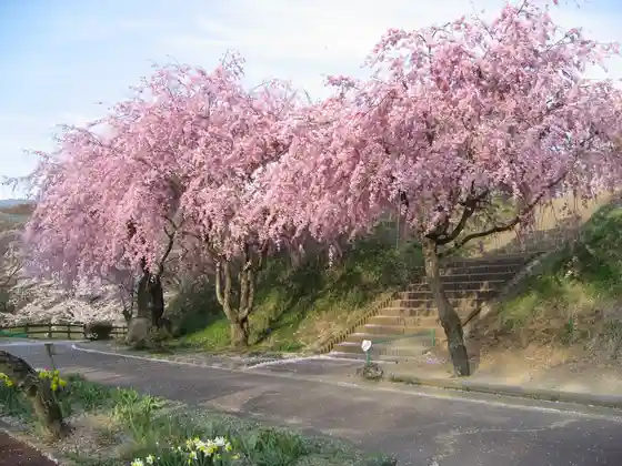 Cherry Blossoms at Okusa Castle Ruins Park