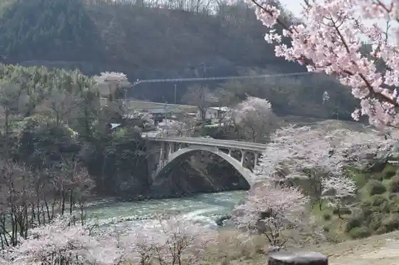 Sakato Hashi Cherry Blossoms