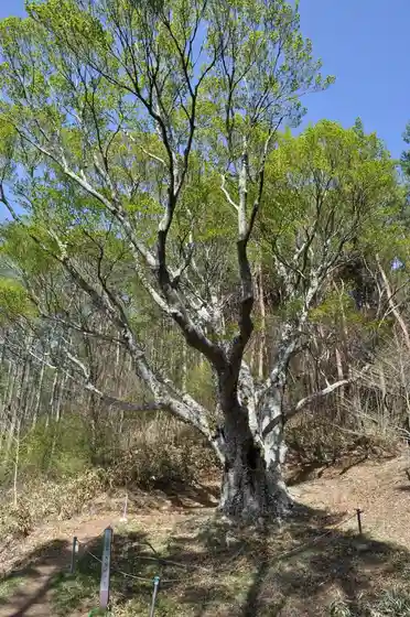 Beech Tree of Mount Jinbagata
