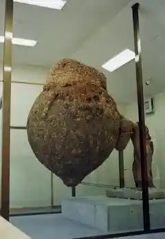 Bee Museum