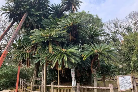 Japan's Largest Cycad (Sakai Shrine)