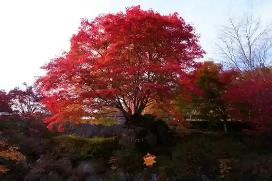 Yumori Gorge Park