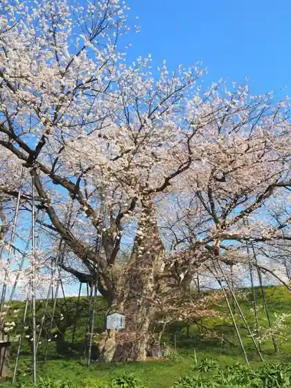 O Daruma no Sakurakoen