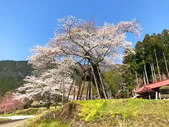 Hongo Thousand-Year Cherry