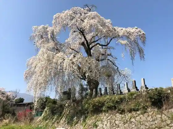 Harama Weeping Cherry