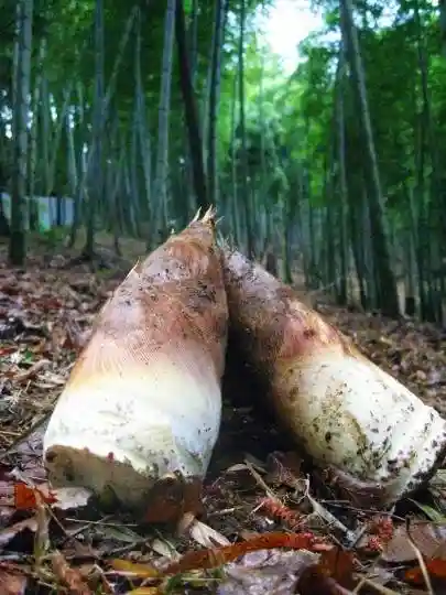 Bamboo Shoot Picking