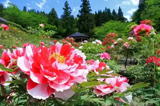 Hase Peony Garden