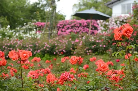 Sosho Rose Park