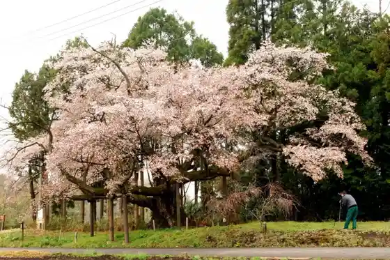 Great Cherry of Nishiyama Tatsu Kaido