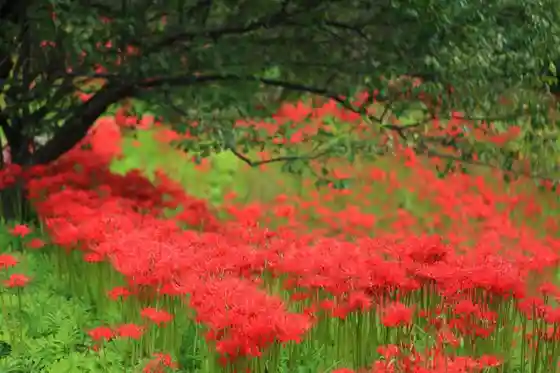 Minosawa Red Spider Lily Park (Minosawa Red Spider Lily Colony)