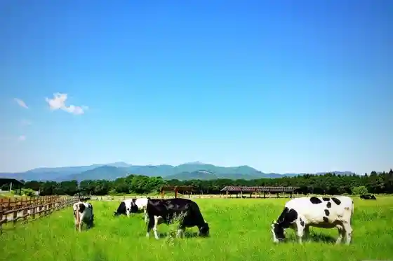 Nasu Senbonmatsu Farm