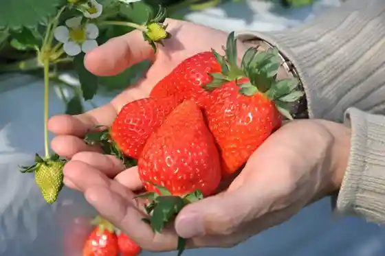 Nasu Senbonmatsu Ranch Strawberry Garden