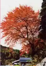 Odo Mei