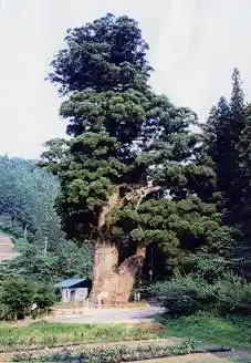 Tsukise no Osugi