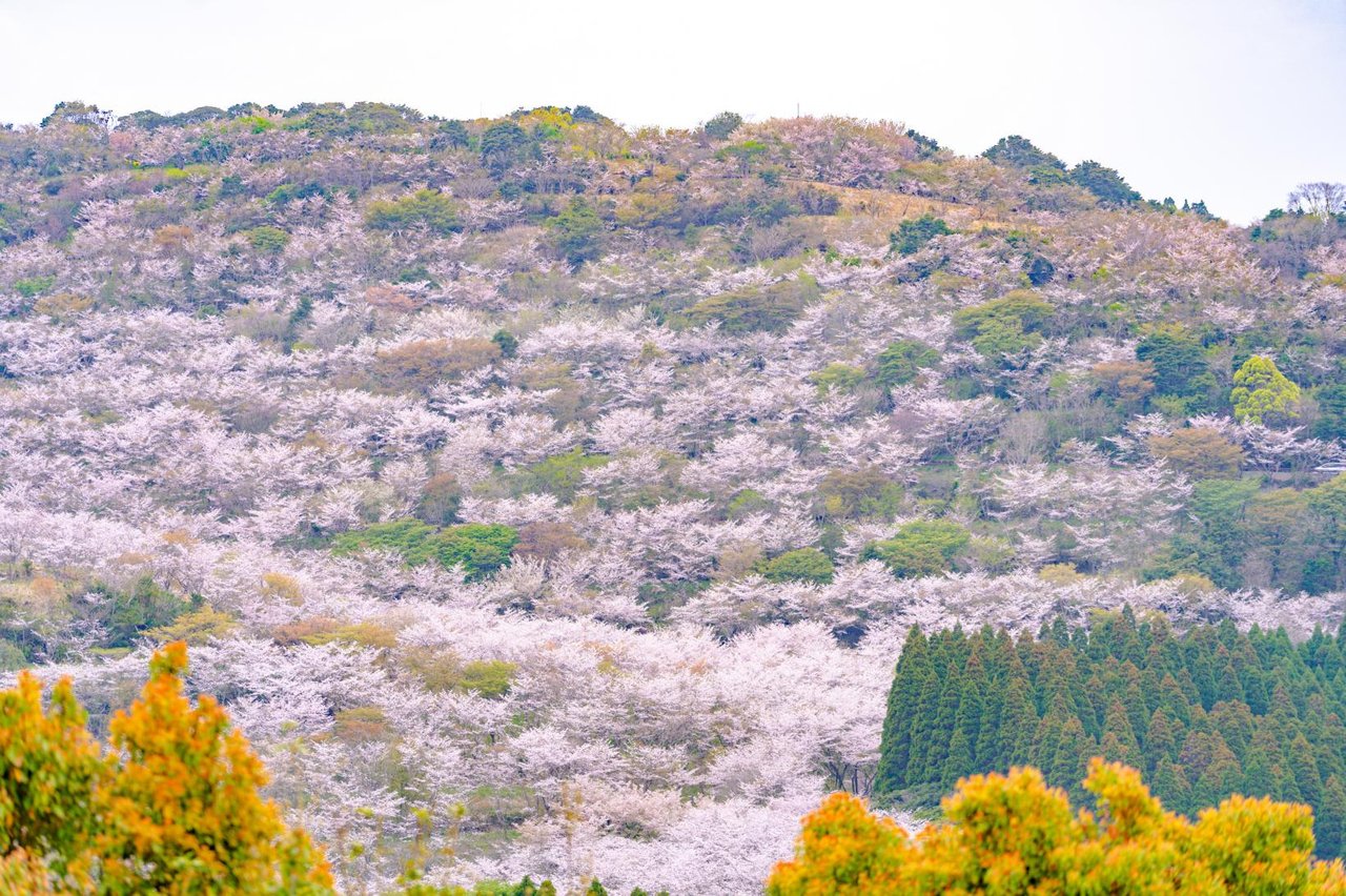 Hanatate Park