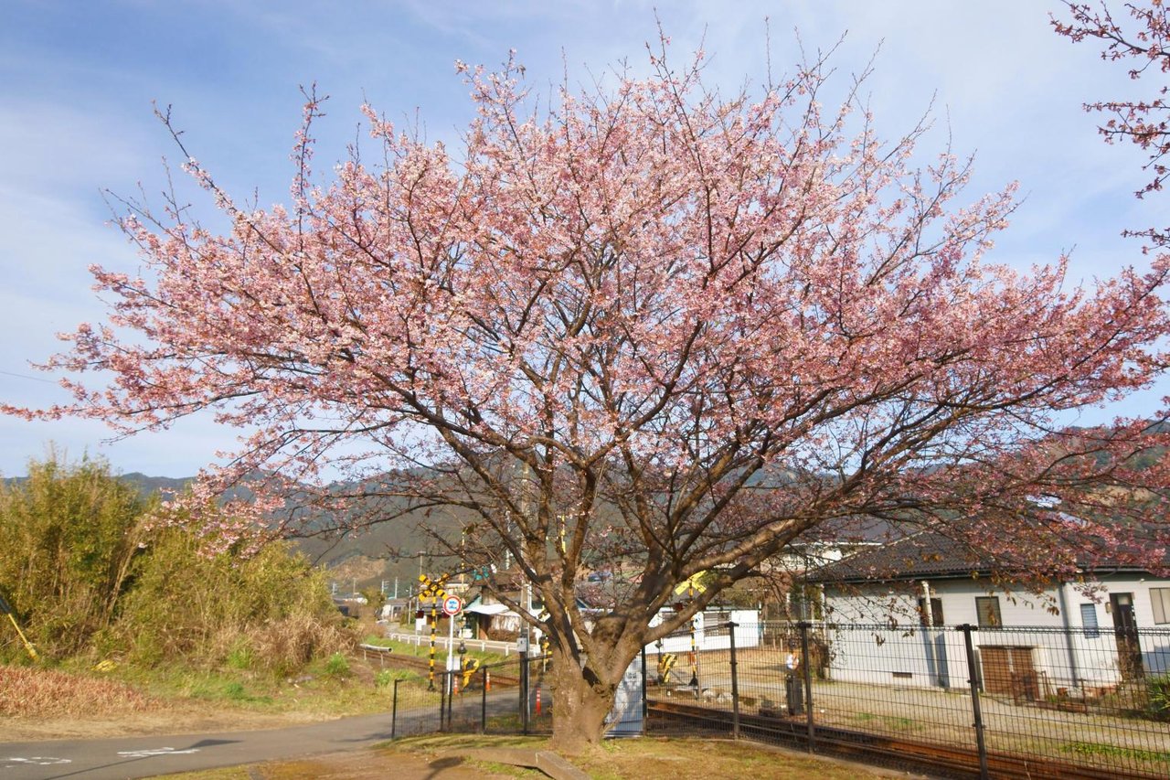 JR Kitago Station Winter Cherries, Nichinan Kanzaki No. 1