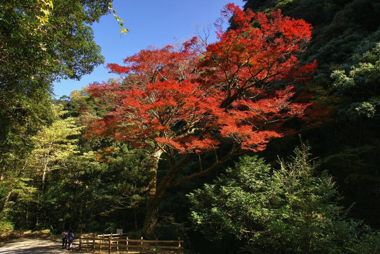 Kitago Japanese Maple