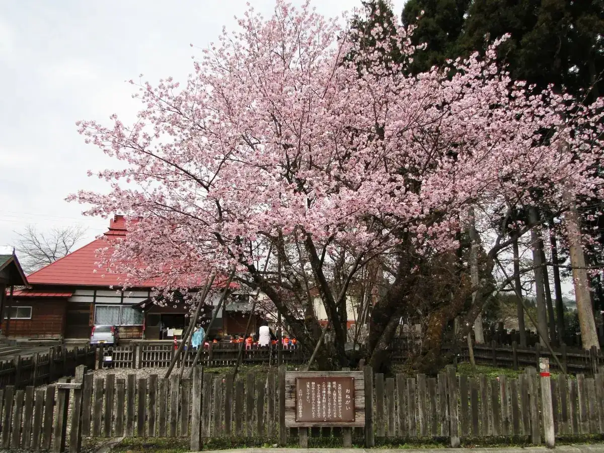 Gokuraku Terano Naka Zakura