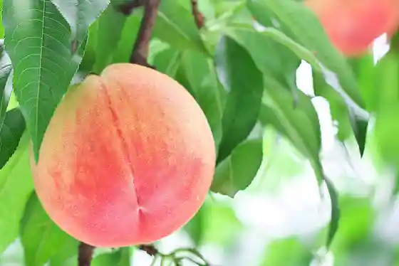 Ohara Kanko Orchard